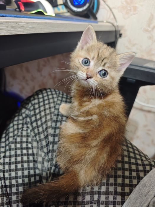 кошечка игривая, девочка