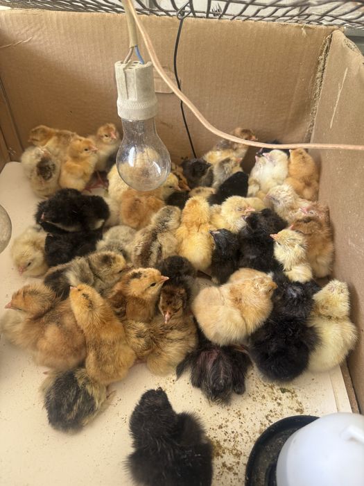 Продам цыплят суточных