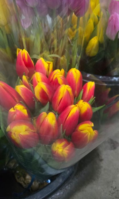 Тюльпаны оптом Алматы