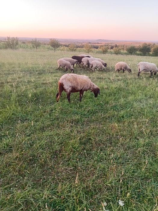 Vând doua oi carabașa