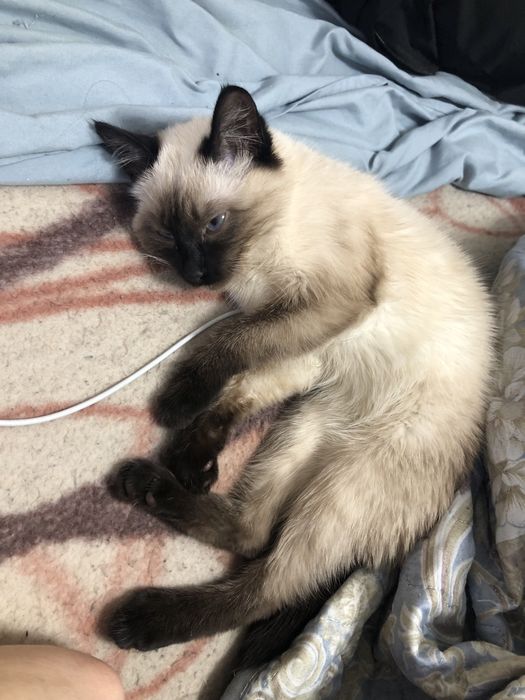 Отдам даром котенка