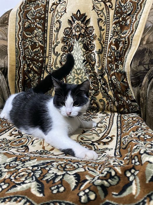 Кошечка 6 месяцев, девочка