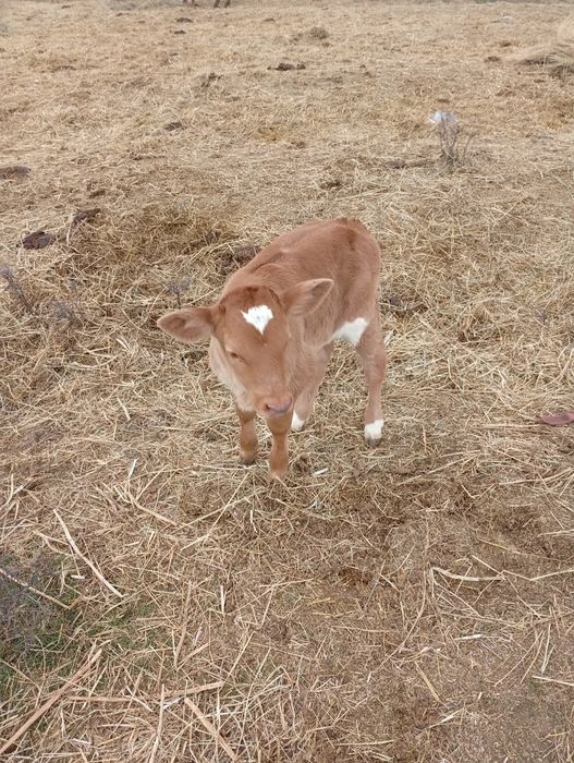 Vitea baltata 10 zile