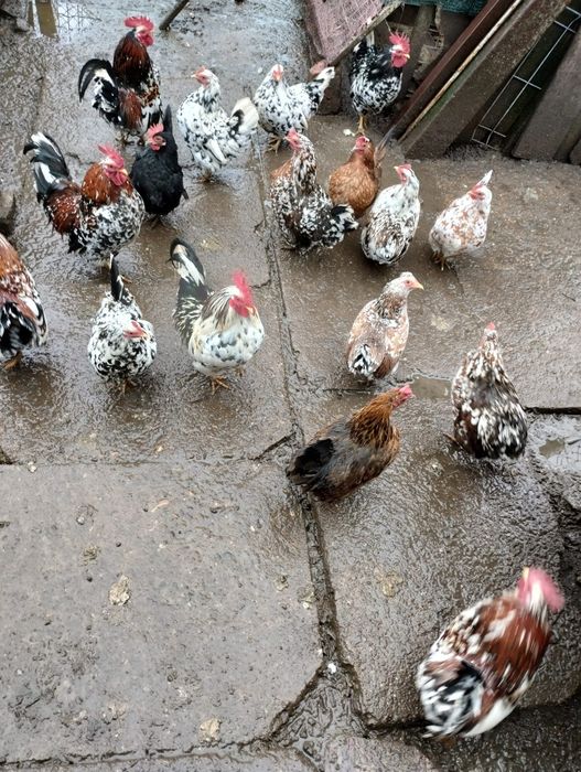 Vând ouă de găină pitică