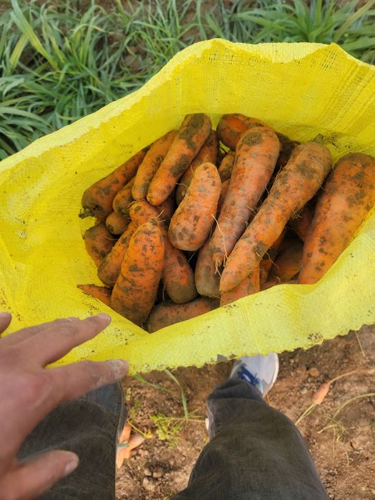 Продам морковь свекла