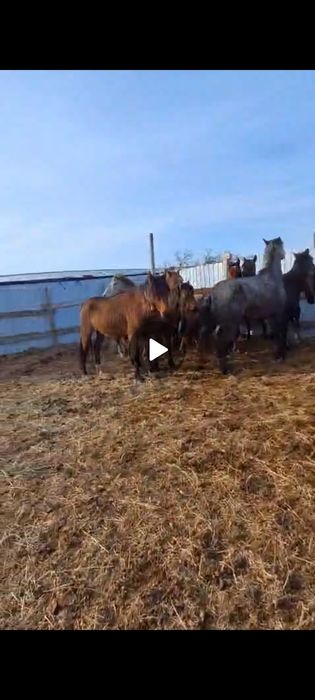 Жылқы сатылады 550 мыңнан басына