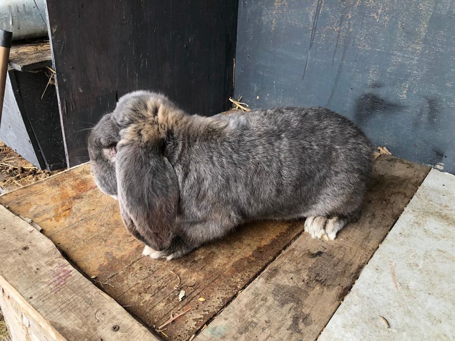 Vand iepure berbec german