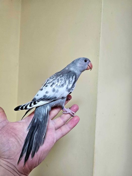 Puișori Micul Alexander ( Psittacula krameri )
