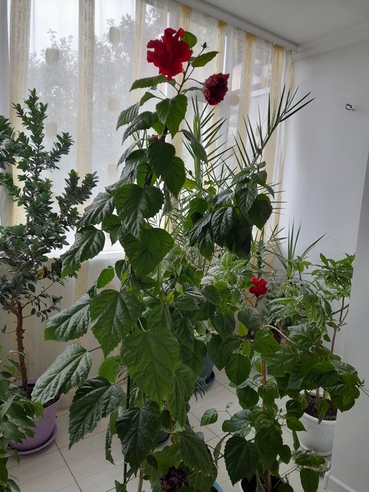 Комнатные цветы  продаю