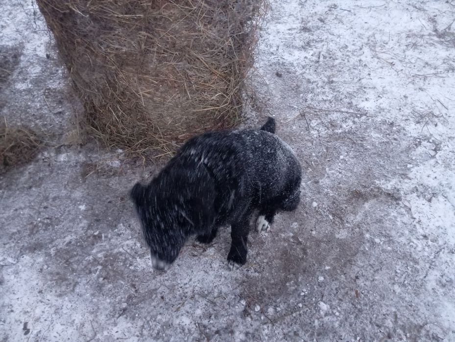 Отдам щенка в хорошие руки.