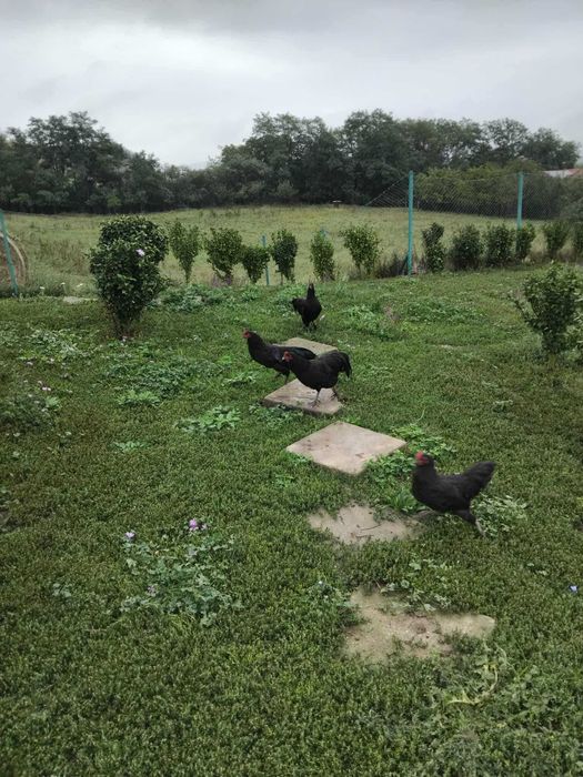 cocoșei australorp negru din primăvară caută stăpân