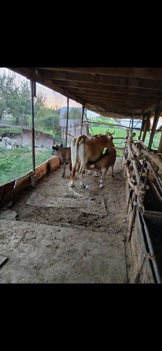 Продам коров, быков, баранов