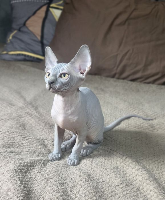 Dany – baietel sphynx din felisa cu certificat pedigree WCF