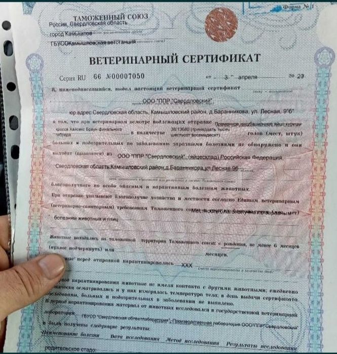 Несушка Ломан Браун тауык