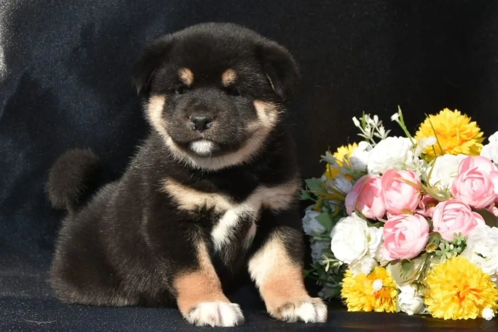 Щенки Сиба ину с документами