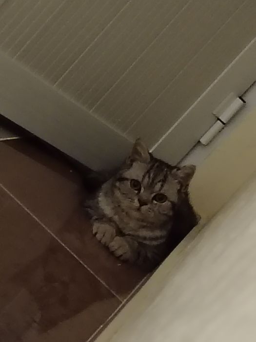 Кот скотиш страйт