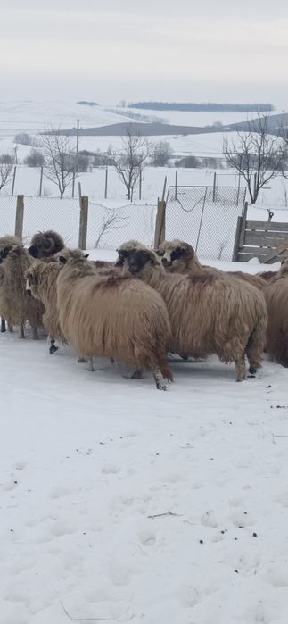 De vânzare 9 oi și 7 noatine