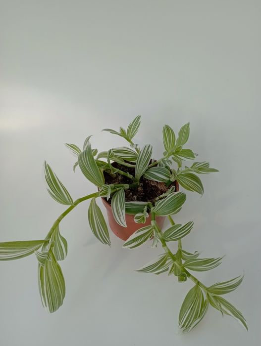 Продам комнатные цветы