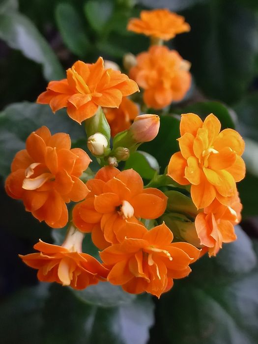 Продам Каланхоэ.Пеларгония,Герань,КОЛЕУС.