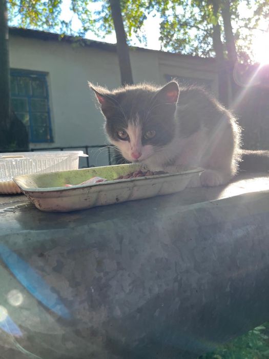 В поисках дома котенок