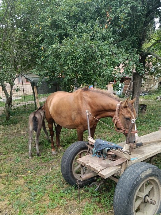 Iapa de 4 ani de vânzare sau schimb cu cal castrat