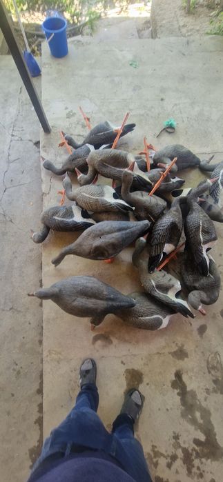 Продам подсадных гусей