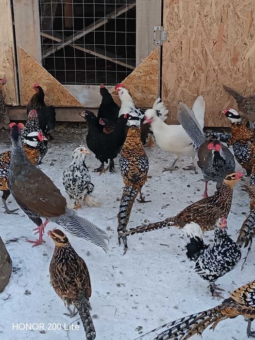 Fazani regali de vanzare