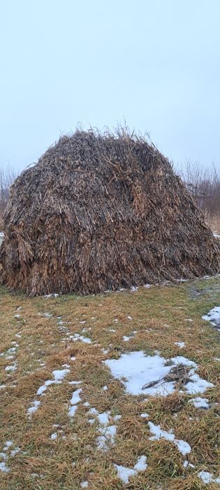 Strujeni de pe 1 hectar