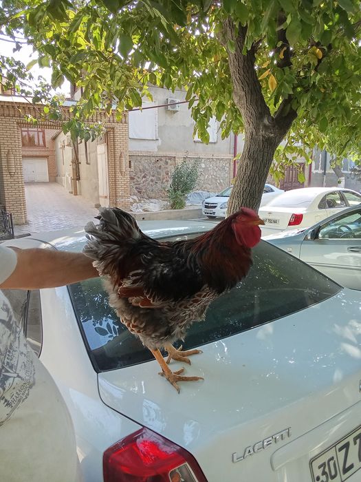 Виандот голубооакаймленный