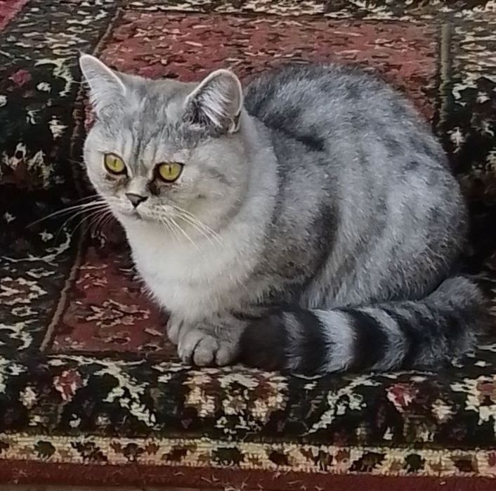 Соглом мушук сотилади