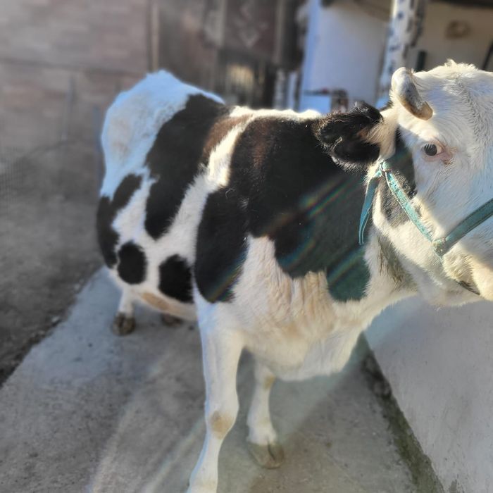 Сиыр.  Семиз. Бордакы