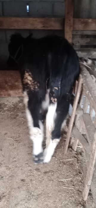 Тана сатылады ургашы