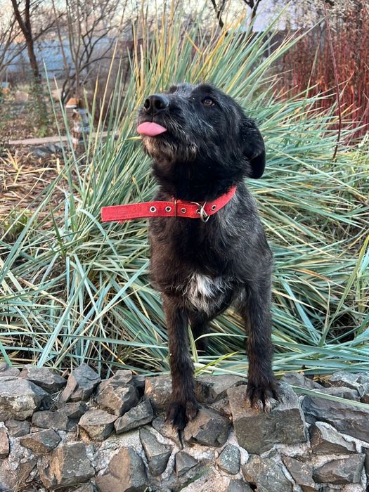 Отдам в дорые руки собачку