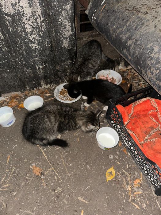 Котятам нужна помощь