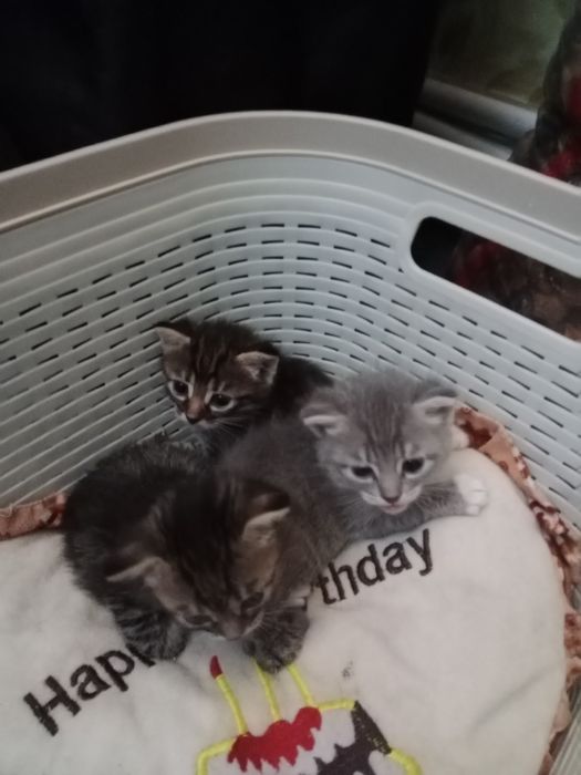 Котята в хорошие руки!
