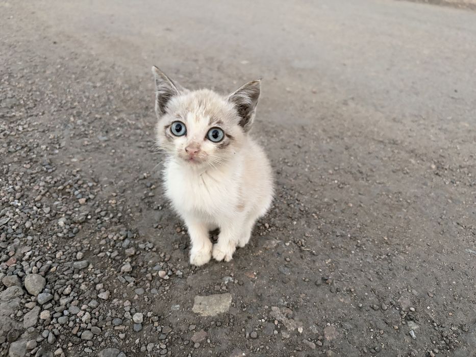 3 котенка, маленькие