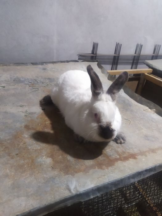 Kalifornia quyonlari sotiladi