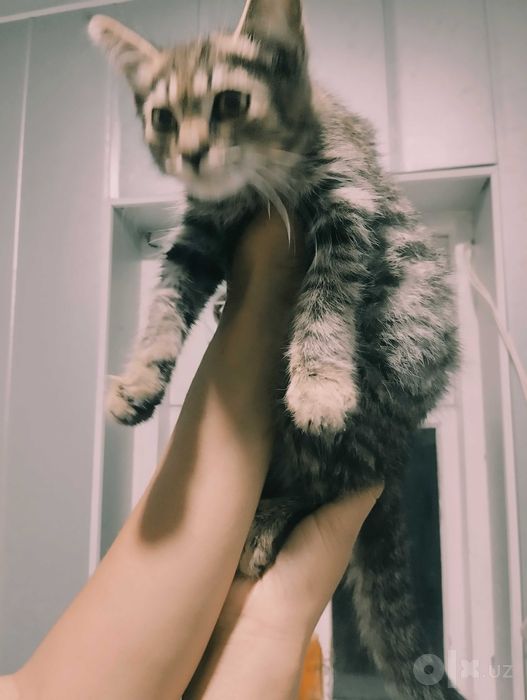 Тигрового окраса кошечка , tiger shaped kitten for adoption