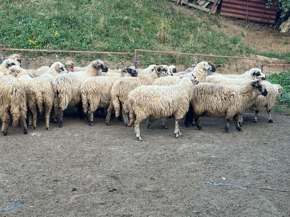 Vând 50 de oi grase se vând și separat 470 lei bucata
