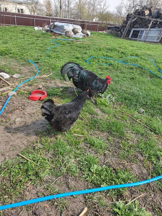 Famile găini austrolorp