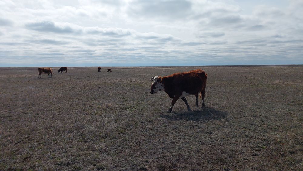 Продам коров с телятами