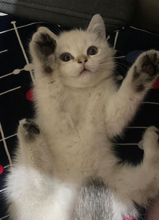 ПРОДАМ котенка Blue-point