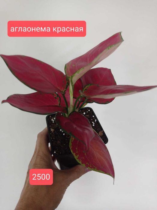 продам комнатные растения