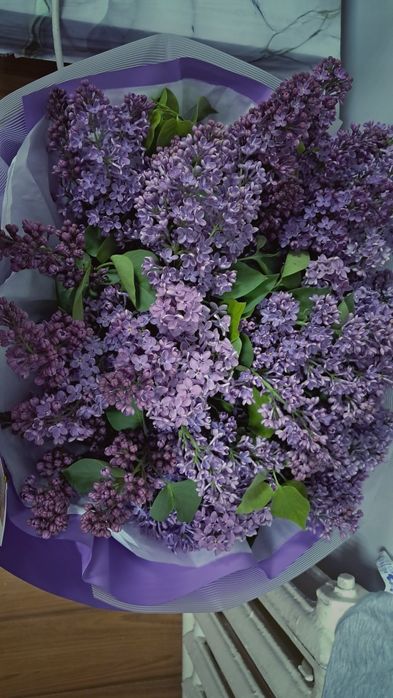 Сирень гүлі арзан бағада