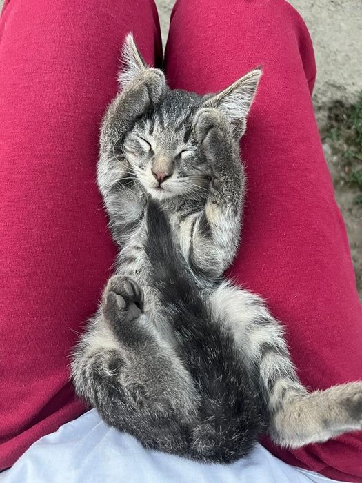 Отдам котят 2 месяца