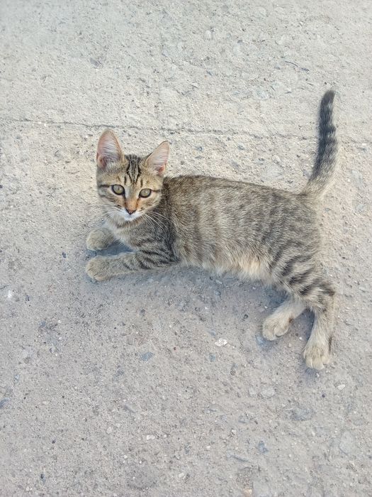 Котенок девочка котенок