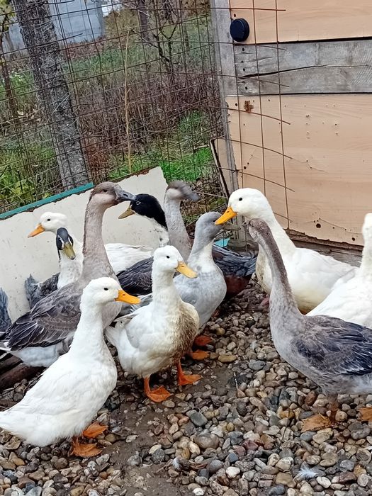 Rata peking . De vanzare