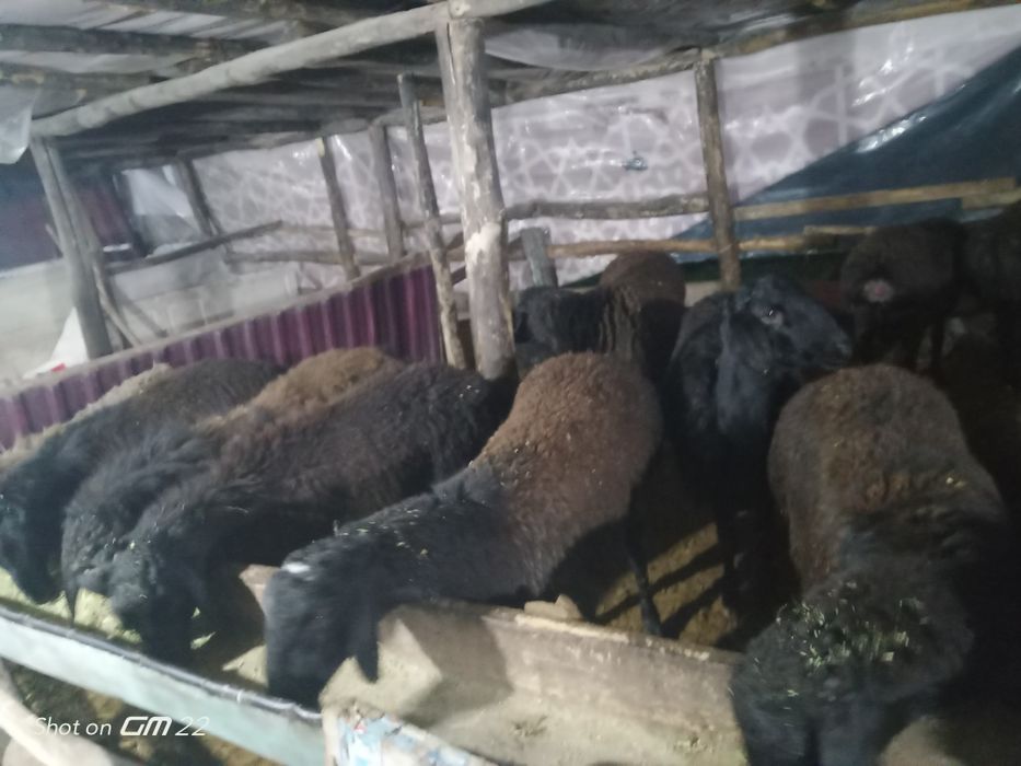 qoy Qoʻzi qoʻchqorlar sotiladi