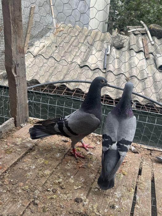 Porumbei voiajori maraton
