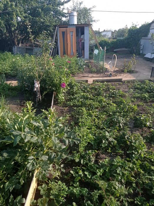 Продам дачу с насажденьями